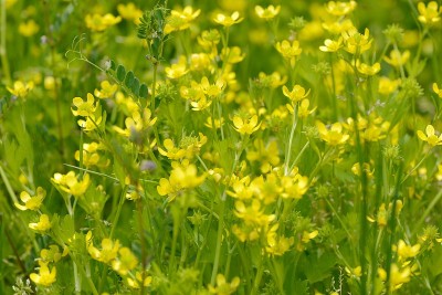 毛茛花在田野里