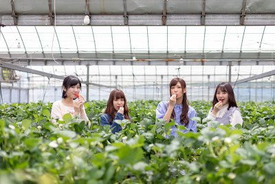 草莓采摘形象