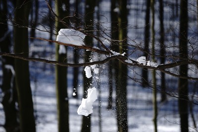 狗狗小狗冬天的雪