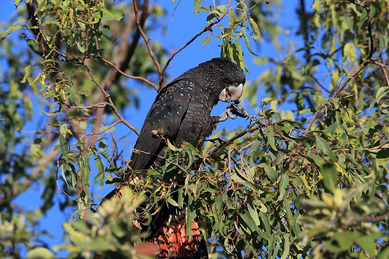 澳大利亚昆士兰红尾黑凤头鹦鹉(Calyptorhynchus banksii