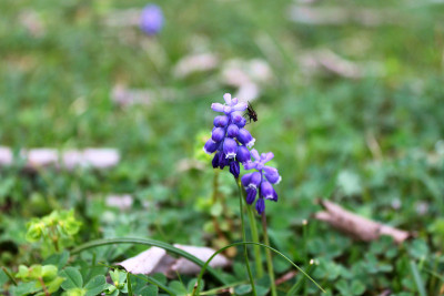小野生muscari