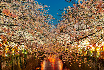 日本东京目黑河的樱花盛开季节