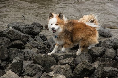 狗在水面