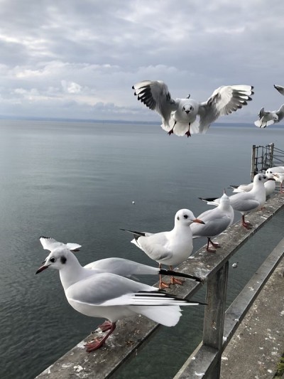 康斯坦斯湖的海鸥