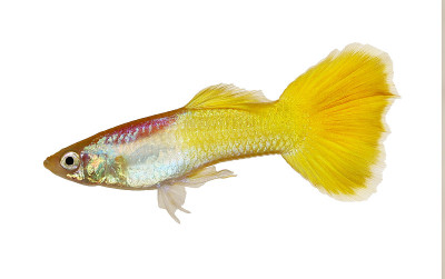 虹鳉是色彩缤纷的彩虹热带水族鱼