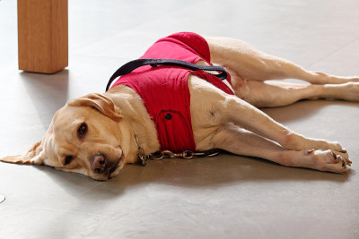 导盲犬穿着红色的狗衣服躺在地上，友好地看着摄像机，拉布拉多寻回犬是一种友好的狗，可以用来为盲人做导盲