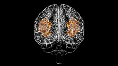 医学概念3D的脑角回解剖