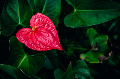 红掌花近了