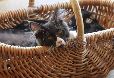 小缅因在玩小猫