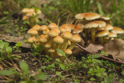 野蘑菇菌丝瘤