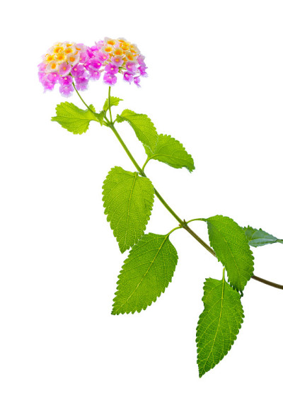 粉红和黄色的马缨丹花
