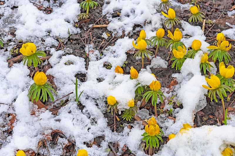 冬附子在雪中突起