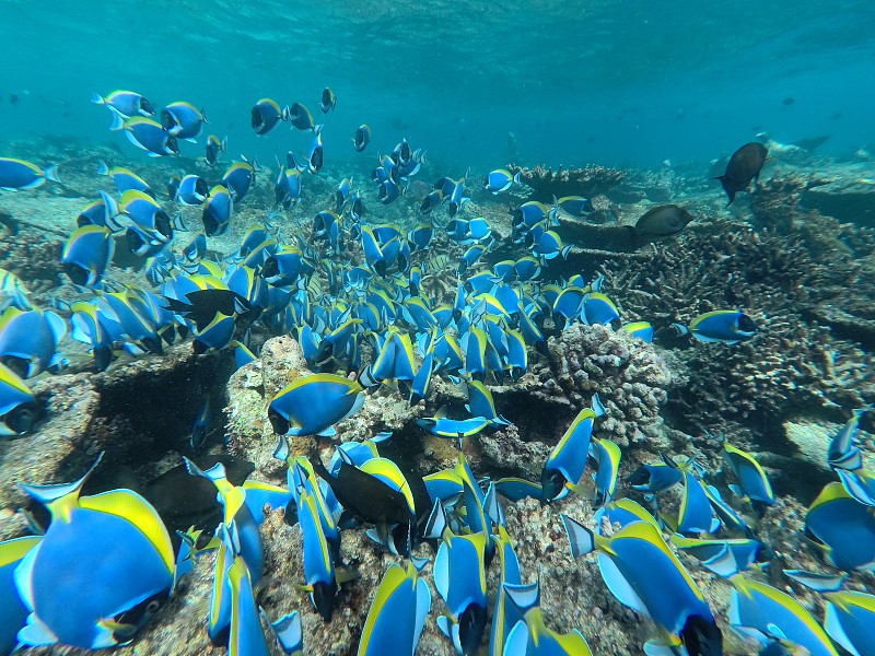 多博士鱼在海里游动