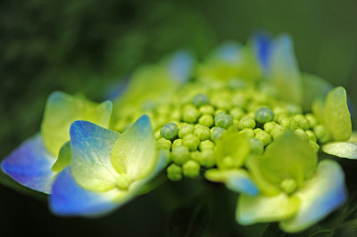 绣球花