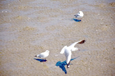 海鸥在海里吃鱼