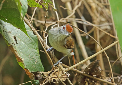Rufous-crowned胡说之人