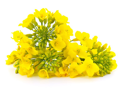 芥菜花开花。