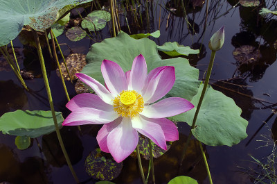 莲花和萌芽状态。