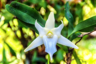 兰花的花