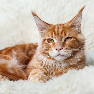 红色狐狸缅因猫在白色的背景毛