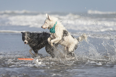 一只白色和一只灰色的柯利犬在海里戏水