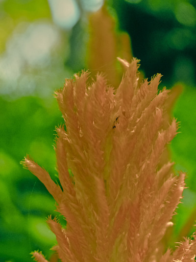 青葙，凤仙花，鸡冠花，