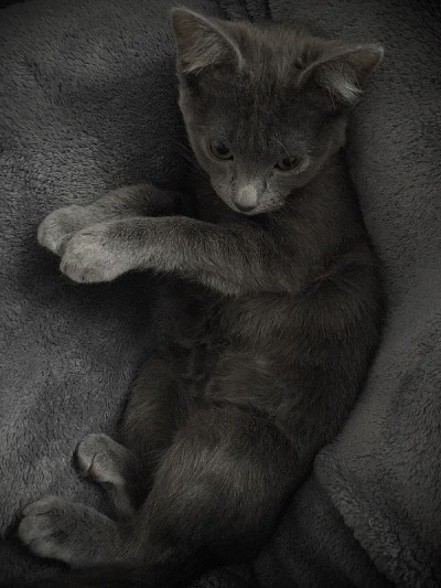可爱的小猫