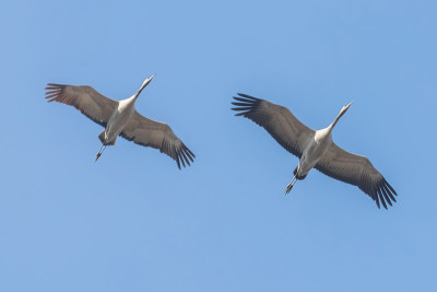 普通鹤在蓝天中飞翔，(Grus Grus)迁徙