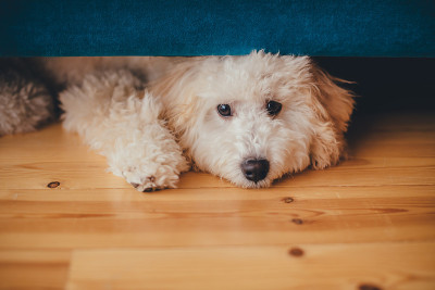 贵宾犬的狗