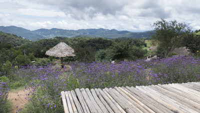 竹座，马鞭花带山景