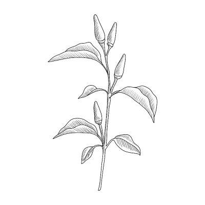 矢量绘制辣椒植株