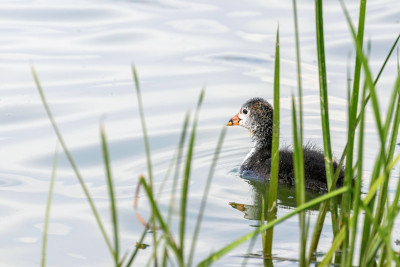 欧亚白骨鸡(Fulica atra)游泳