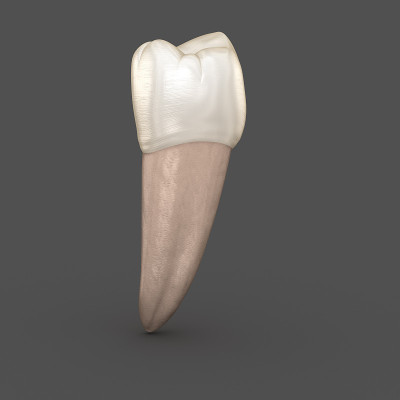 牙科解剖学-下颌第二前磨牙。医学上准确的牙科3D插图