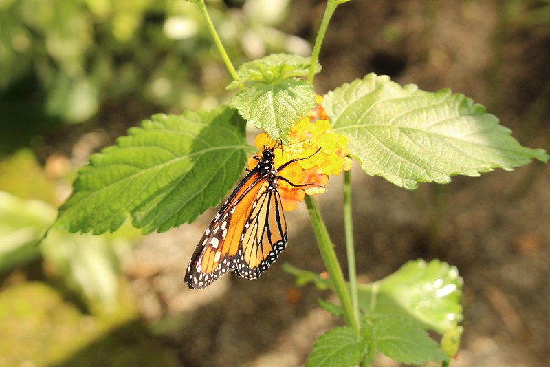 帝王蝶——Danaus Plexippus