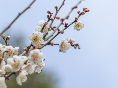 梅花