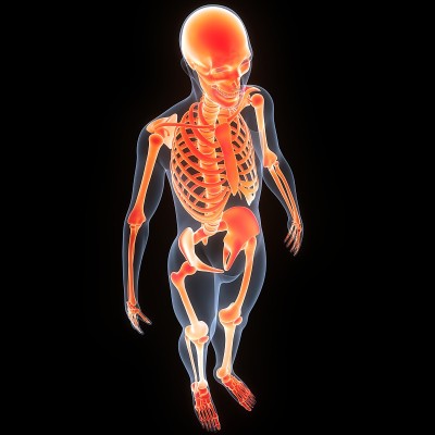 人体骨骼系统骨关节解剖
