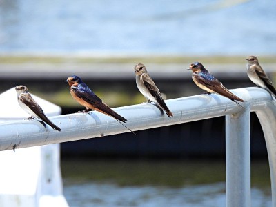 谷仓燕子(Hirundo rustica)栖息在码头的金属栏杆上
