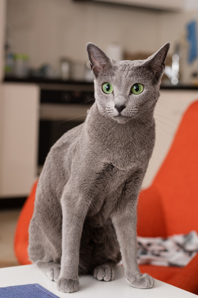 淡蓝色的猫