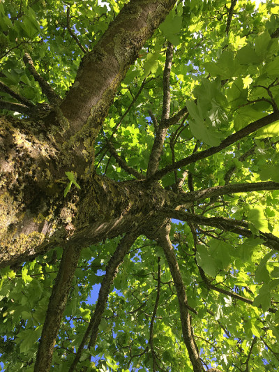 2018年5月，美国梧桐树开花