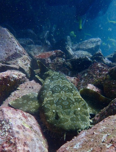 流苏wobbegong鲨鱼