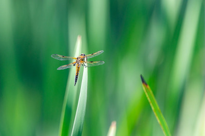 四斑点蜻蜓(Libellula quadrimaculata)在草的叶片上，很好的特写和细节。