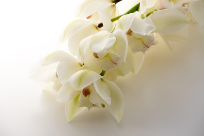 白色的兰花
