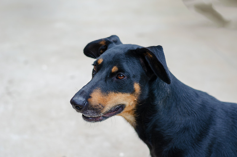长耳朵下垂的短毛猎犬小狗。黑色的狗
