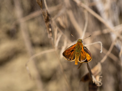 大蝴蝶(Ochlodes sylvanus)