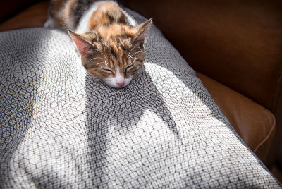 背光小猫睡在垫子上