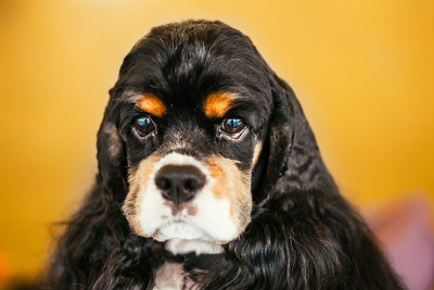 美国可卡犬特写肖像
