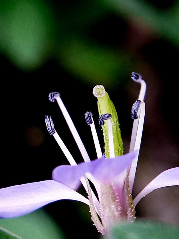 美丽的花朵盛开