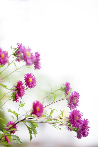 aster