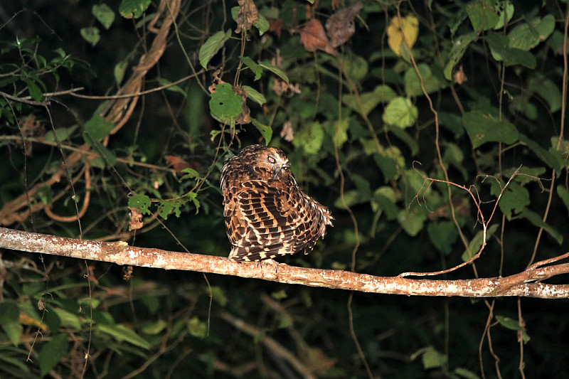 夜间buffy fish owl (Ketupa ketupu) -婆罗洲马来西亚亚洲