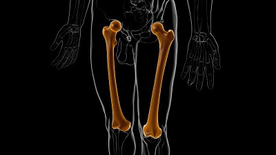 人体骨骼解剖股骨骨3D渲染